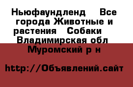 Ньюфаундленд  - Все города Животные и растения » Собаки   . Владимирская обл.,Муромский р-н